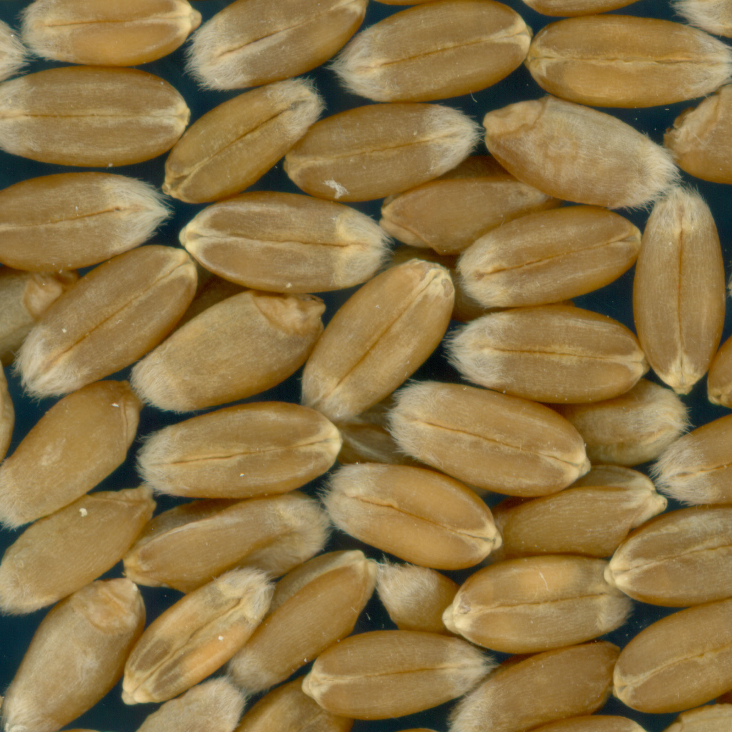 KERNELS